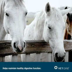 Advita Probiotic Paste for Horses (30g tube)