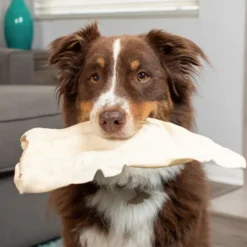 Barking Buddha Peanut Butter Cow Ears Dog Chew
