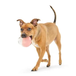 Bark Tipsy Rose Dog Toy, Valentine’s Theme Super Chewer Rubber Wine Toy