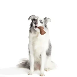 Bark Yummy Bunny Chew Toy, Medlum/Large