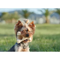BetterBone Hard Density Beef Flavor Chew Toy For Dog