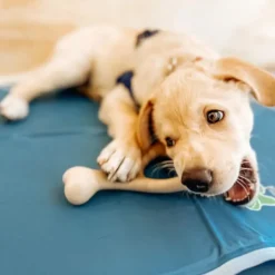 BetterBone Soft Density Beef Flavor Chew Toy For Dogs