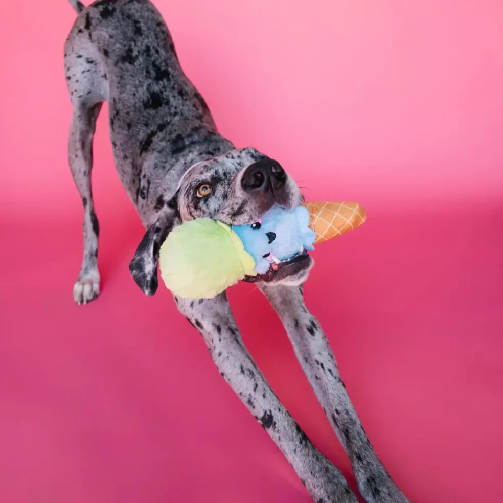 Bundle x Joy Ice Cream Cone Crinkle & Squeak Dog Toy