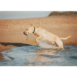 Chuckit! Amphibious Bumper Fetch & Float Dog Toy (Color Varies)
