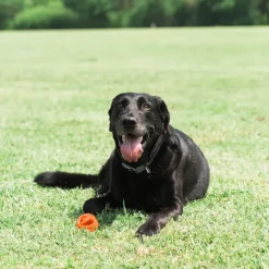 Chuckit! Breathe Air Fetch Ball Toy For Dogs