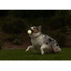 Chuckit! Max Glow Ball Toy for Dogs