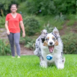 Chuckit! Sniff Fetch Scented Rubber Ball Toy For Dogs