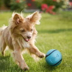 Chuckit! Sniff Fetch Scented Rubber Ball Toy For Dogs