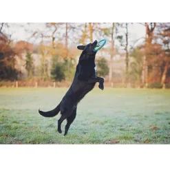 Chuckit! Zipflight Max Glow Toy For Dogs- Medium