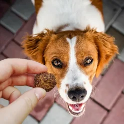 Cloud Star Wag More Bark Less Grain-Free Beef Meatball Bites Dog Treats (14 oz)