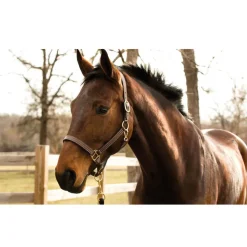 Confidence EQ Gel for Horses - 10 Gel Packets