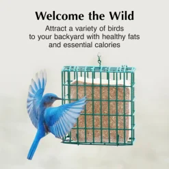 C&S No Melt Suet Dough for Wild Birds (11.75 oz)