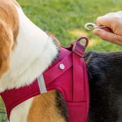 Curli Vest Harness curli Clasp Air-Mesh Sun Orange for Dogs