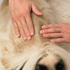 Dermoscent Essential 6 Spot-On for Small Dogs up to 22 lbs (4 count)