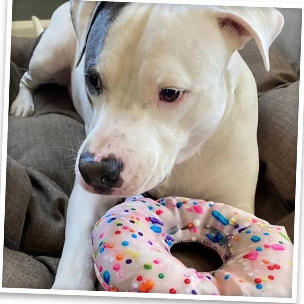 Doggijuana Get the Munchies Refillable Juananip Donut Squeaky Plush Dog Toy