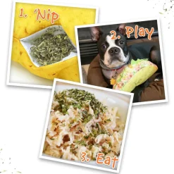 Doggijuana Get the Munchies Refillable Juananip Taco Squeaky Plush Dog Toy
