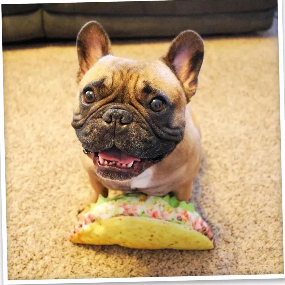 Doggijuana Get the Munchies Refillable Juananip Taco Squeaky Plush Dog Toy