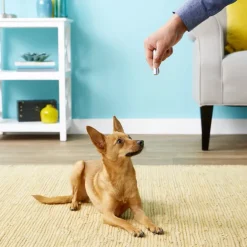 Ethical Laser Toy For Dogs & Cats