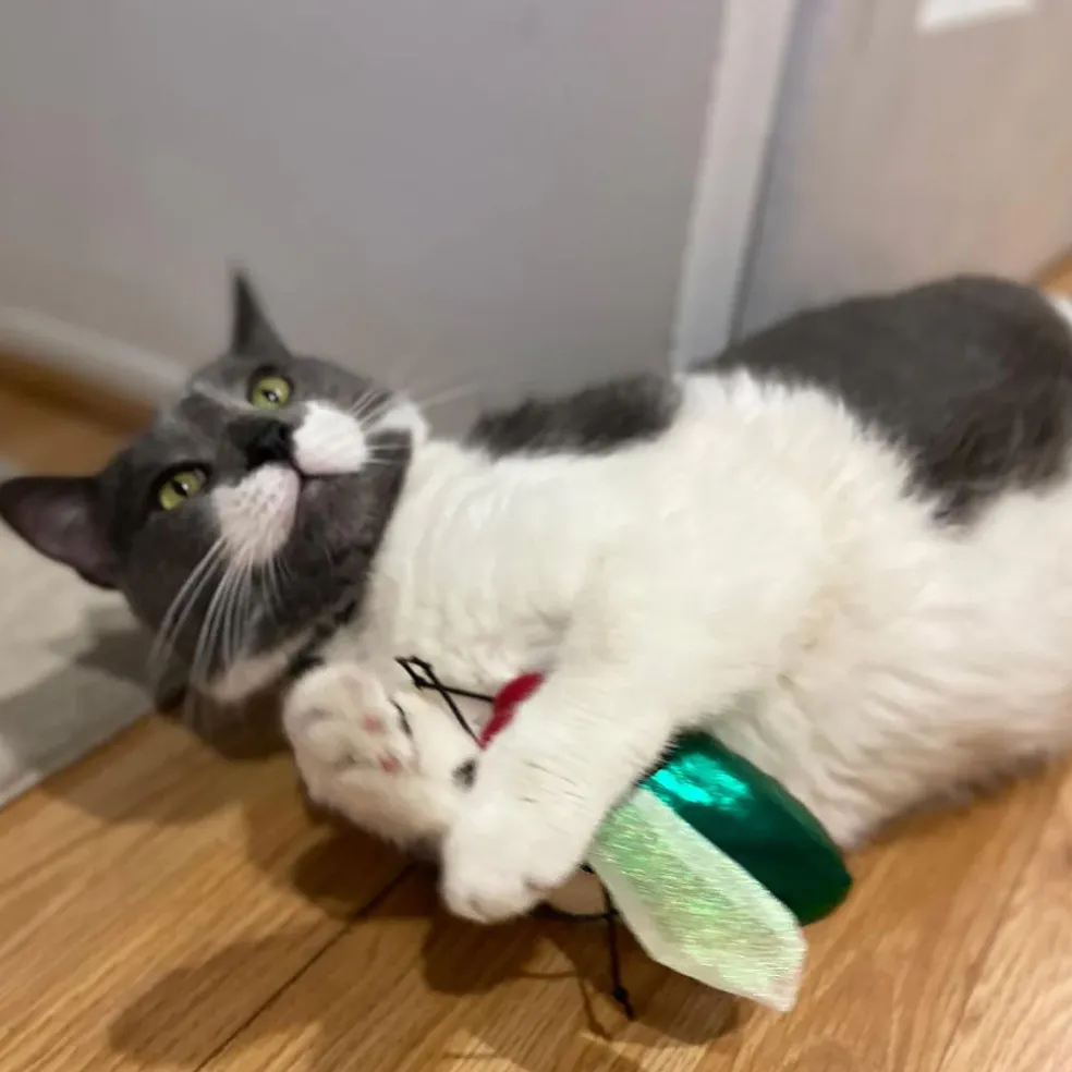 Ethical Pet Spot Buzzing Insects Cat Toy 5", Assorted Colors