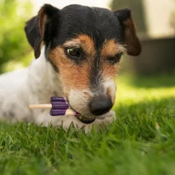 Ethical Pup Ice Rocket Lollies Ready to Freeze Dog Treats, 2 pack