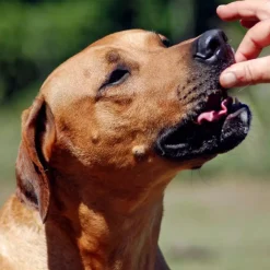 Farmland Traditions Dogs Love Pork Jerky Grain-Free Jerky Dog Treats