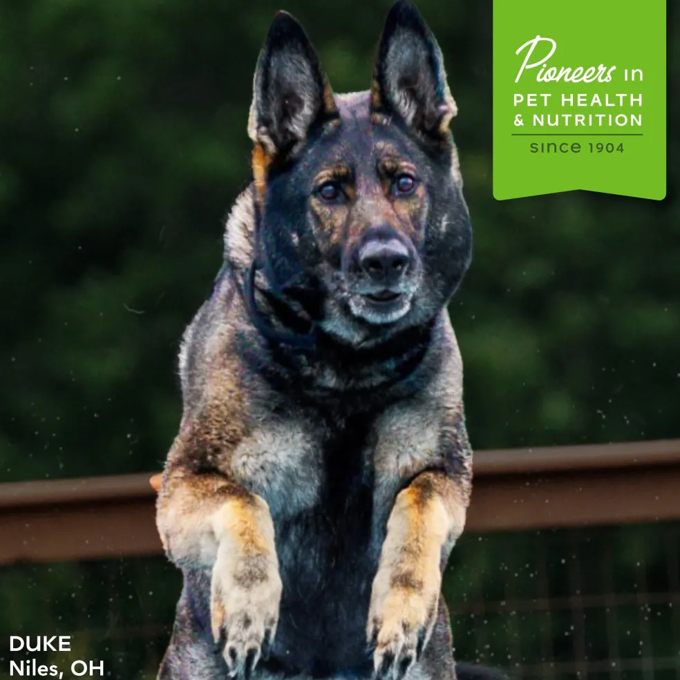 Fromm Nutritionals Functional Dog Treats, 6-oz