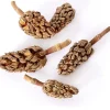 Galapagos Natural Magnolia Seed Pods (5 pieces)