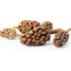 Galapagos Natural Magnolia Seed Pods (5 pieces)