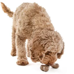 GURU Bone Dog Toy Bacon, Medium