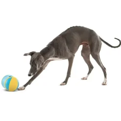 GURU Rock 'N Treat Dispenser Dog Toy, Medium