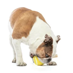 GURU Tennis Treat Holder Ball Dog Toy, Medium