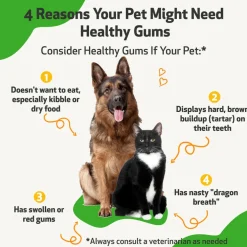 Healthy Gums for Feline Periodontal Health