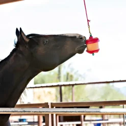 Jolly Stall Snack Holder with Apple Flavored Treat For Horses
