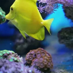 JW Pet Fusion Smart Temp Weighted Aquarium Thermometer