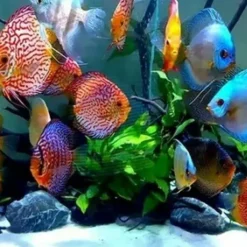JW Pet Fusion Smart Temp Weighted Aquarium Thermometer