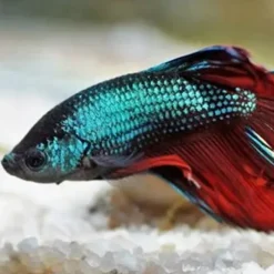 JW Pet Fusion Smart Temp Weighted Aquarium Thermometer