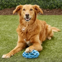 JW Pet Hol-ee Football Toy For Dogs - Assorted Colors