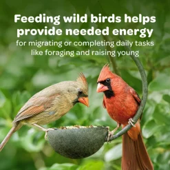 Kaytee Honey Seed Treat Bell for Wild Birds (1 lb)
