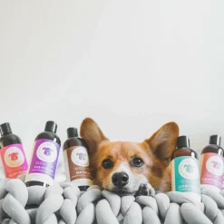 kin+kind Itchy Organics Fig & Cedar Oatmeal Shampoo for Dogs (12 oz)