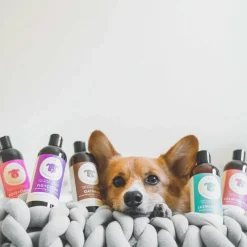 kin+kind Organics Sweet Blossom Oatmeal Shampoo for Dogs (12 oz)