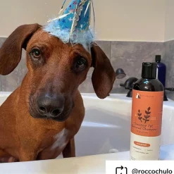 kin+kind Sensitive Skin Natural Unscented Oatmeal Shampoo for Dogs, Puppies, Cats & Kittens (12 oz)