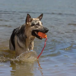 KONG Aqua Floating Dog Toy, Large