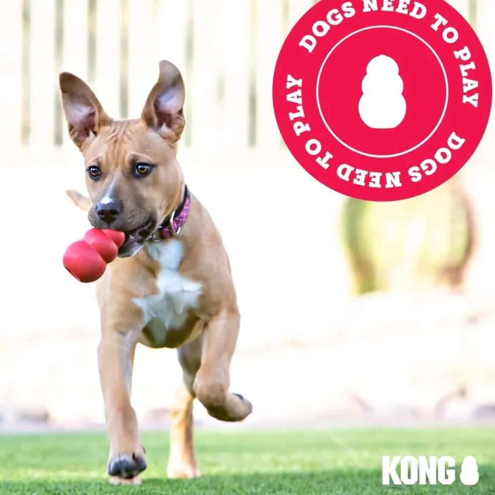 KONG Aqua Floating Dog Toy, Large