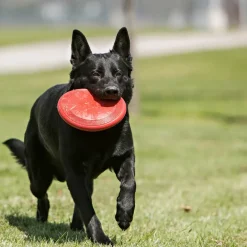 Kong Classic Flyer Toy for Dogs