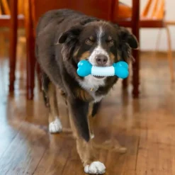 KONG Duets Dental Bone for Medium & Large Dogs