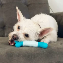 KONG Duets Dental Stick Toy for Small Dogs