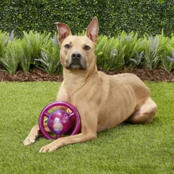 KONG Jumbler Disc Dog Toy, Medium/Large