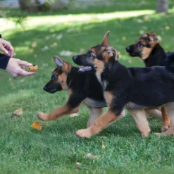 Kong Kitchen Poke Party Salmon, Sweet Potato & Dill Crunchy Biscuits for Dogs (8 oz)