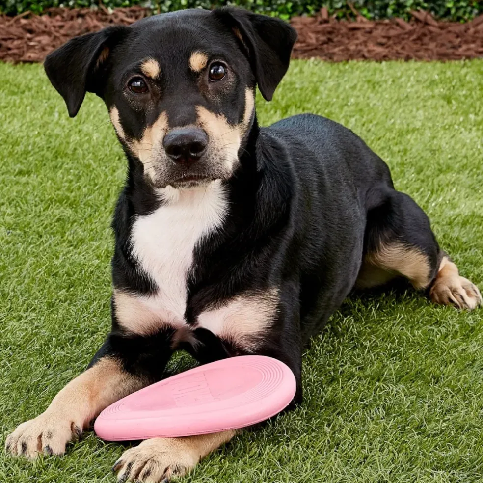 Kong Puppy Flyer Toy for Dogs (Color Varies)