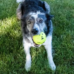 KONG Reflex Ball Dog Toy – Tough Chew & Fetch Toy for Dogs